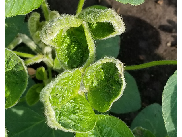 As a plant growth regulator, dicamba injury symptoms will appear only on new soybean growth, such as these young trifoliates. (Photo courtesy Aaron Hager, University of Illinois)